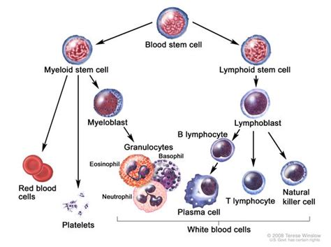 What Term Describes the Antibodies Found in Plasma