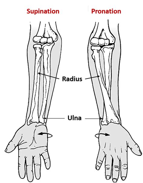 Radioulnar Joints - Supination and Pronation - Anatomy QA