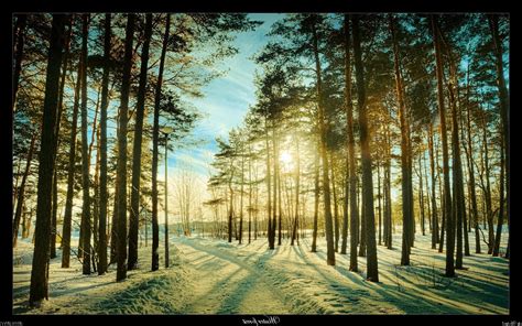 🔥 [50+] Winter Forest Desktop Wallpapers | WallpaperSafari