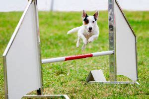 5 Important Tips for Dog Agility Training