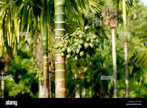 Areca catechu, betel tree, betel nut tree, areca nut tree, Port Blair, South Andaman Island ...