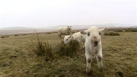 Welsh sheep farms pushed to brink - BBC News