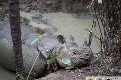 For elusive Javan rhinos, camera traps are a benevolent Big Brother ...