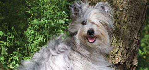 The Pyrenean Shepherd | Modern Dog magazine