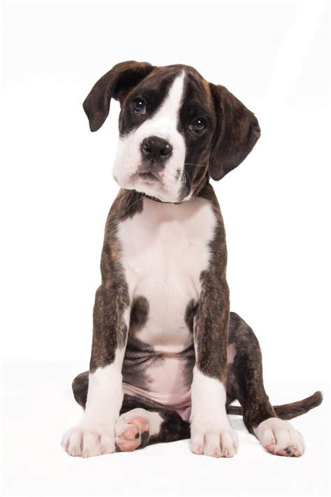 Free Stock Photo of boxer dog puppy, isolated over white background ...