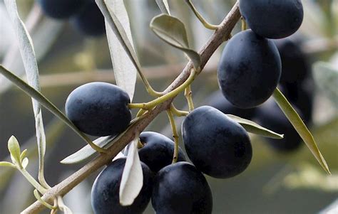 Greek Olives: 11 Olive Types in Greece | TasteAtlas