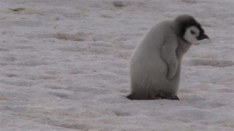 Emperor penguin colonies discovered by scientists through bird poop on ...