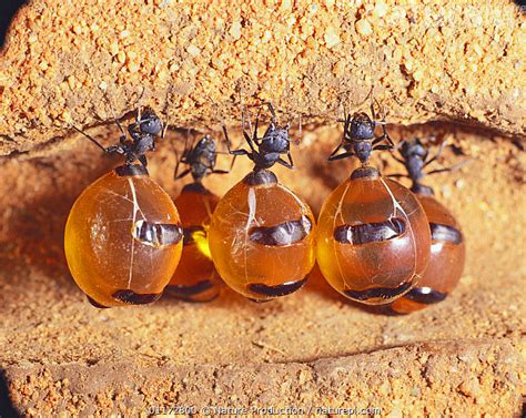 Nature Picture Library Honeypot Ants storing honey in their abdomen ...