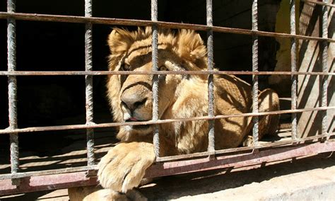 Zoo animals starve in Yemen city shattered by war - Multimedia - DAWN.COM