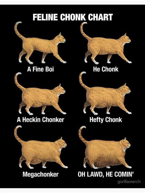 cat chonk chart : r/Animal