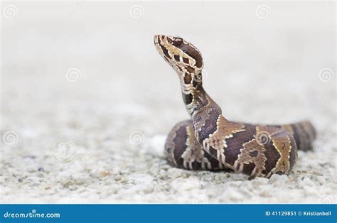 Juvenile Cottonmouth/water Moccasin Stock Photo - Image: 41129851