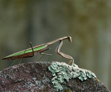 Chinese Mantis (TVA, Worthington Cemetery Small Wild Area Organisms) · BioDiversity4All