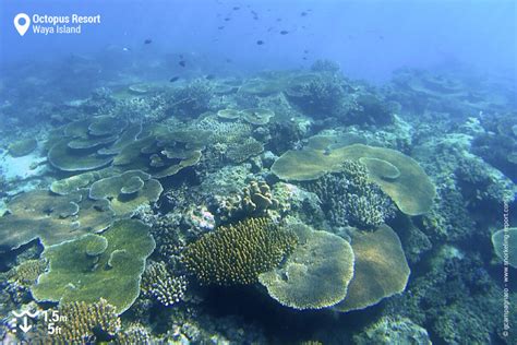 Snorkeling at Octopus Resort Beach, Waya Island | Snorkeling in Fiji