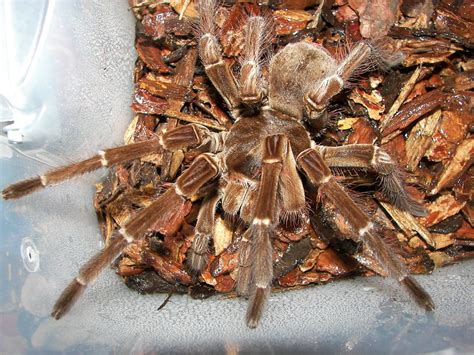 Goliath Birdeater l Remarkable - Our Breathing Planet