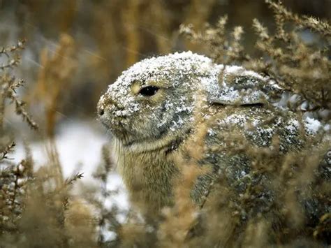 Eastern Cottontail Rabbit Facts | Anatomy, Diet, Habitat, Behavior ...