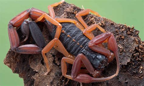 3 Scorpions Found in Florida (One Can Reach 4 Inches) - A-Z Animals