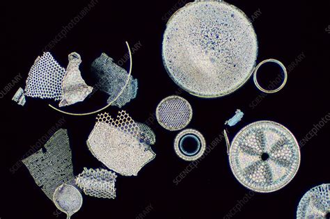 Fossil diatoms, light micrograph - Stock Image - C051/1187 - Science Photo Library