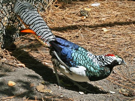 Lady Amherst's Pheasant - Pets