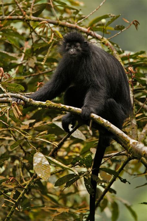 Precursor to H.I.V. Was in Monkeys for Millenniums, Study Says - The ...