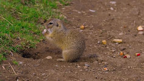 Ground squirrel standing and eating 7607145 Stock Video at Vecteezy