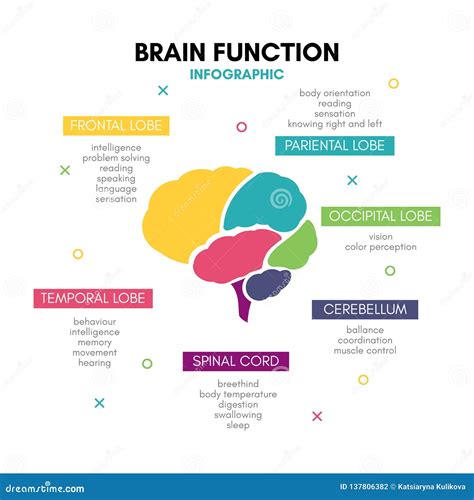 Creative Human Brain Infographic Concept Lobe Mind Stock Vector ...