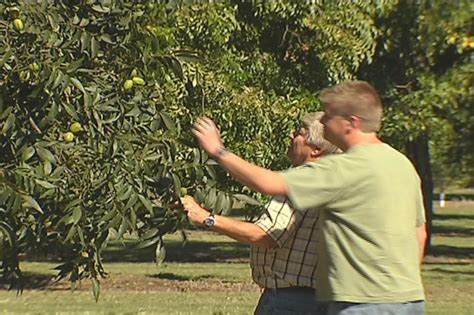 South Georgia pecans to receive record price