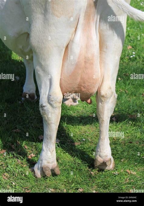 Cow udder legs hi-res stock photography and images - Alamy