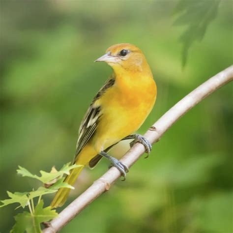 Female Baltimore Oriole New Jersey Square Photograph by Terry DeLuco