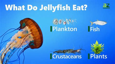 So, What Do Jellyfish Eat and How Do They Eat It? - IMP WORLD