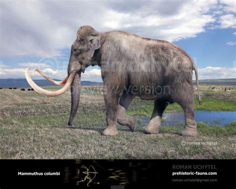 Columbian Mammoth | Prehistoric animals, Extinct animals, Prehistoric world