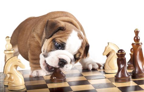 Play Chess Online With Your Pets - Chess.com