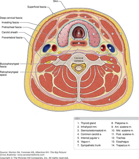 Prevertebral Fascia