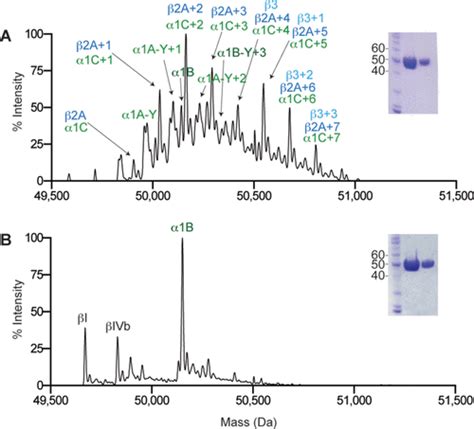 Tubulin isoform composition tunes microtubule dynamics | Molecular Biology of the Cell