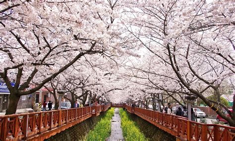 See the best spots for celebrating spring in South Korea! Catch the ...