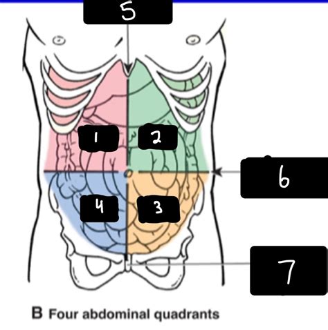 The Four Abdominal Quadrants Diagram | Quizlet