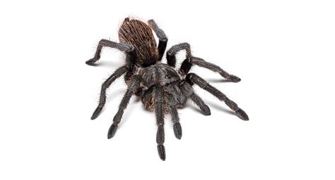 What you should know about tarantulas | Western Exterminator