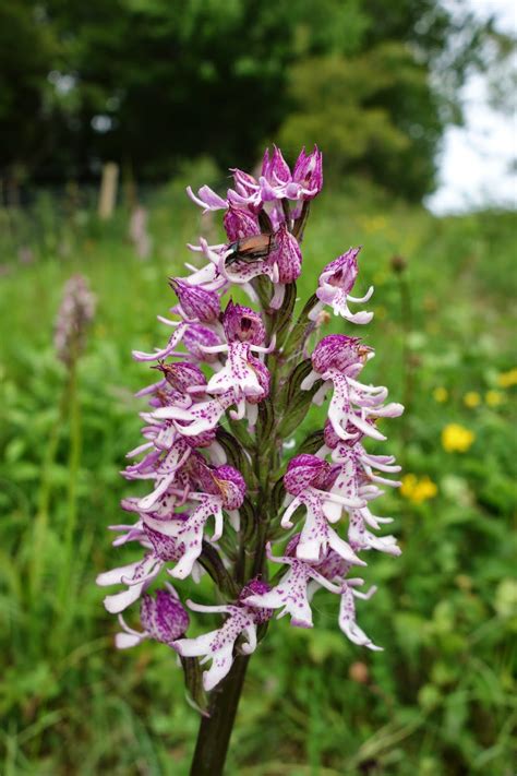 Urban Pollinators: The pollination of orchid flowers