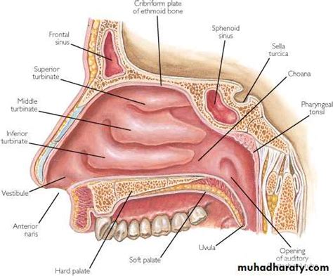 Nasal cavity pptx - دكتور نجاة نظري - Muhadharaty