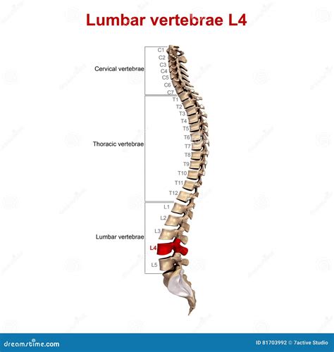 Lumbar Vertebrae L4 stock illustration. Illustration of bones - 81703992