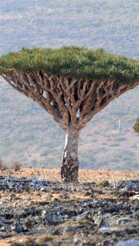 Socotra, Pulau Tempat Dajjal Dirantai Tuhan?