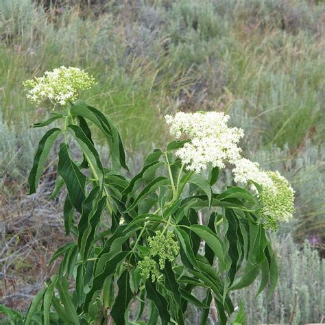 Blue Elderberry - Sambucus cerulea - Great Basin Seeds