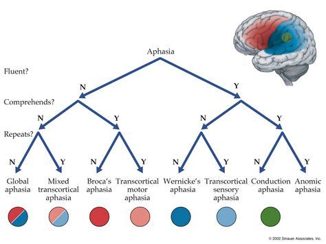 partsofspeech: “ Classical aphasia scheme via Blumenfeld (2011 ...