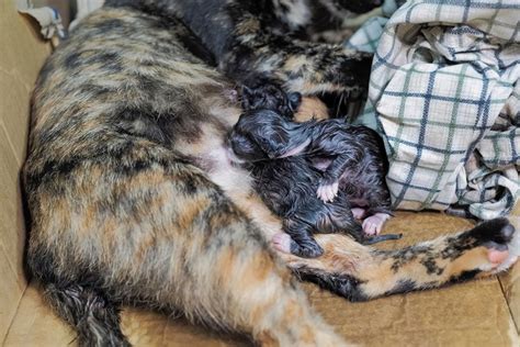 How to Help a Cat Give Birth: Vet-Reviewed Facts to Consider | Hepper