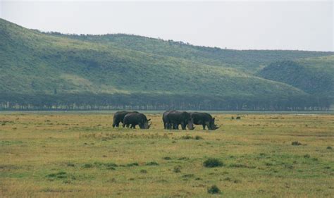 Free picture: rhinoceros, Africa, field, animal, hill