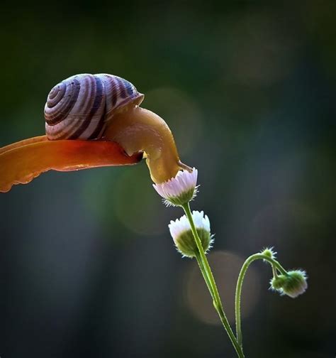 Insect Photography - 18 Beautiful and Creatively Taken Photos of Snails