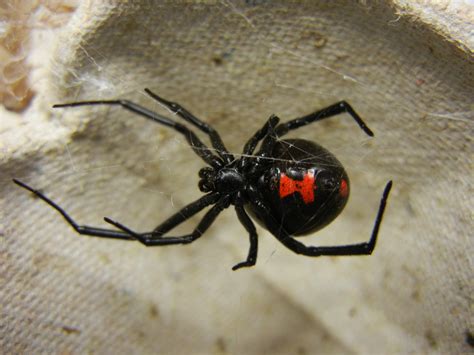 File:Adult Female Black Widow.jpg - Wikimedia Commons