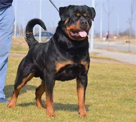 Giant Rottweiler Puppies For Sale - Mississippi Rottweilers