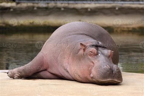 Hippo sleeping 718391 Stock Photo at Vecteezy