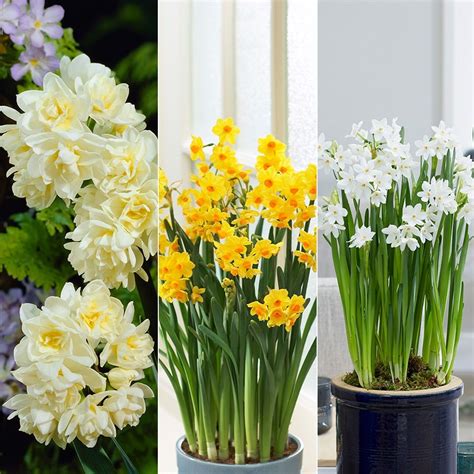 Buy indoor daffodil bulbs Fragrant indoor daffodil collection: £31.75 Delivery by Crocus