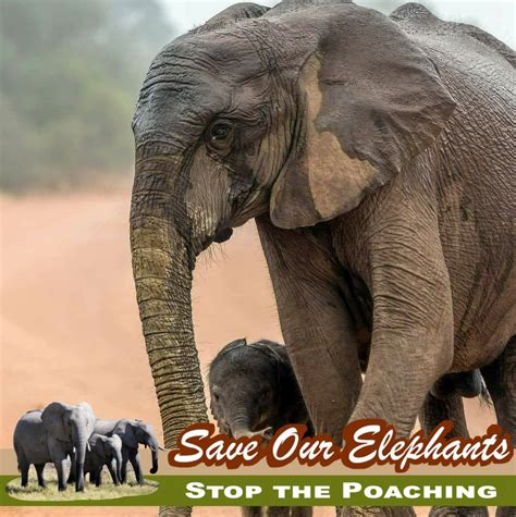 Save Elephants Stop Poaching Facebook Frame 4 - Sherri Connell